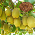Top Quality High Yield Kiwi Fruit Seeds For Growing